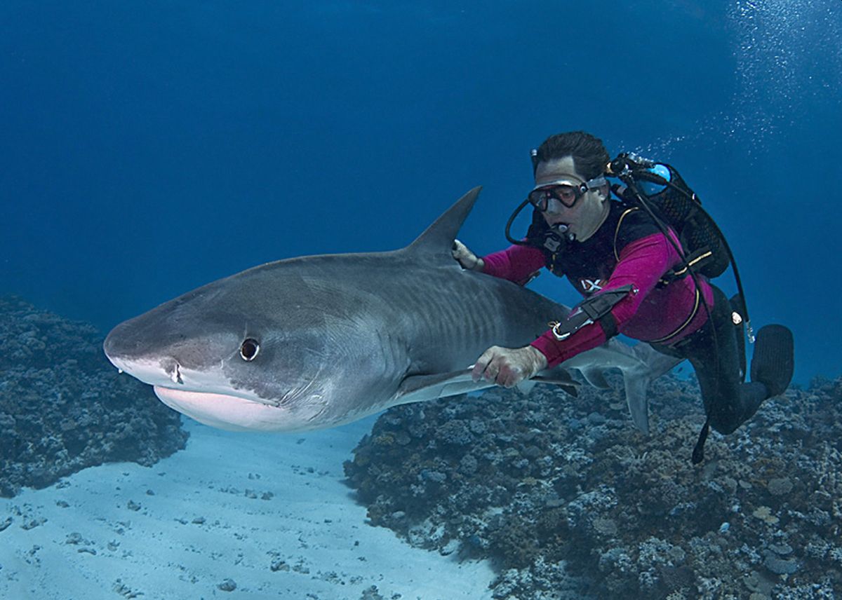 Il professor Eric Clua con uno squalo