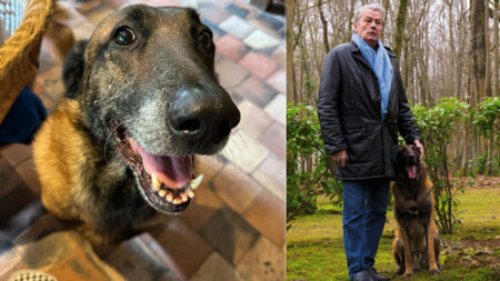 Loubo, il cane pastore belga di Alain Delon