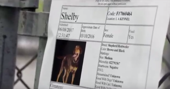 Scheda di Shelby al canile in Tennessee 
