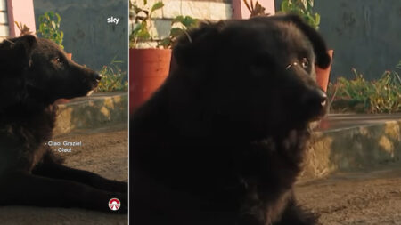 Botox, il cane di Pechino Express 2025