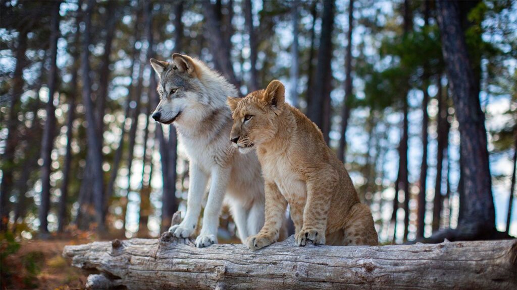 Il lupo e il leone: una storia vera ha ispirato il film sui due cuccioli? Una scena de Il lupo e il leone