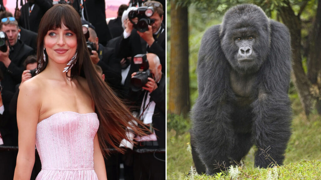 Dakota Johnson e un gorilla
