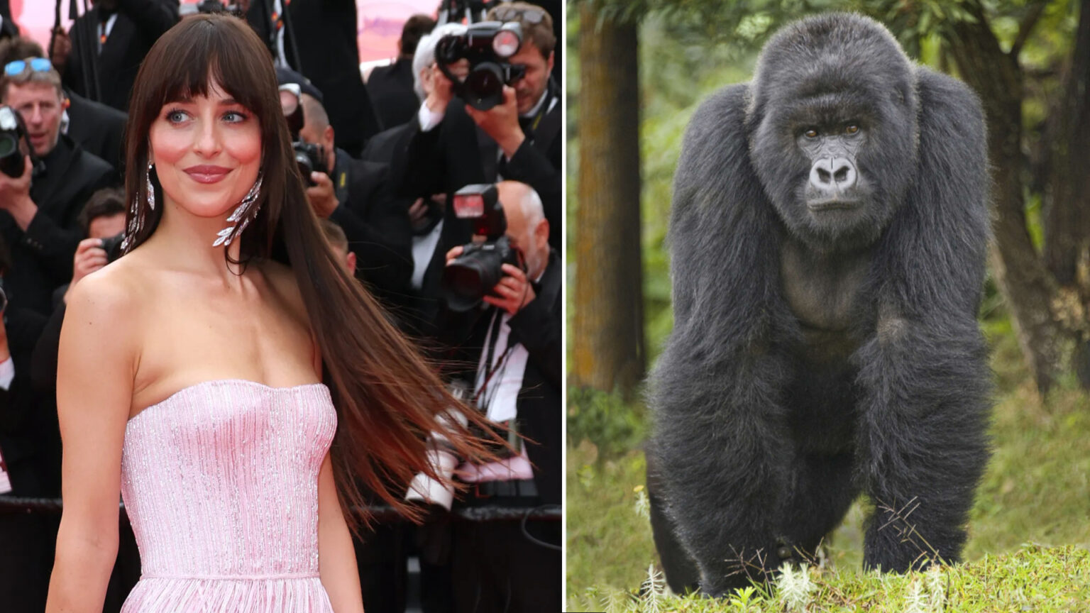 Dakota Johnson e un gorilla