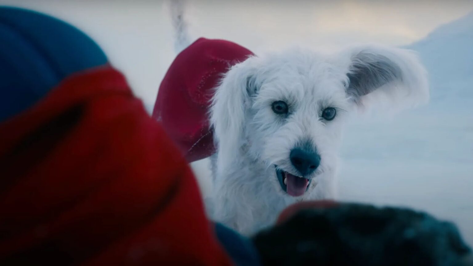 il cane del film Superman Krypto