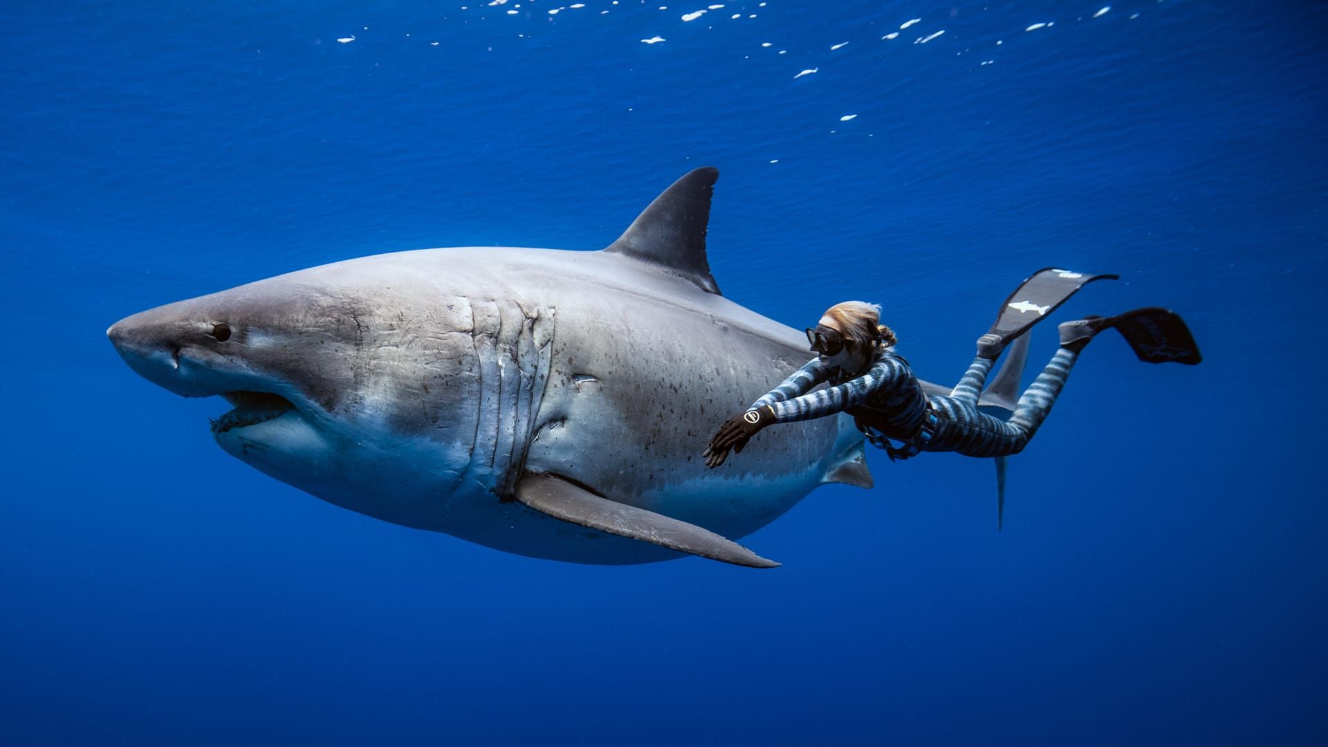 Ocean Ramsay con uno squalo