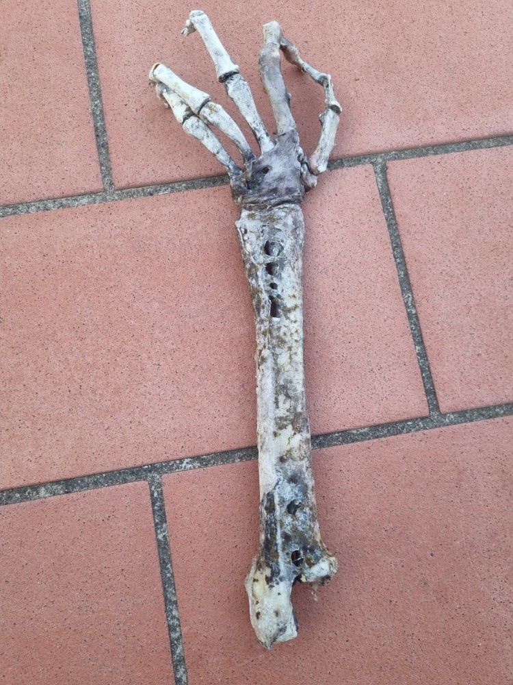 Un arto scheletrico finto, utilizzato sul set di The Odyssey e trovato sui fondali di Lipari