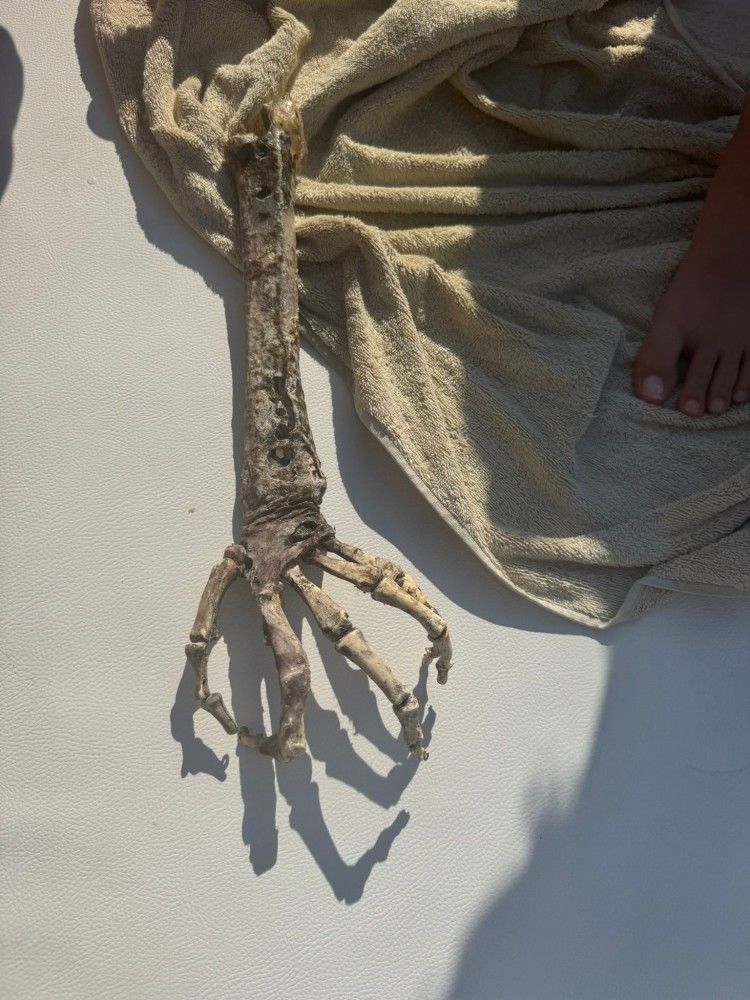 Uno degli scheletri finti trovati a Lipari