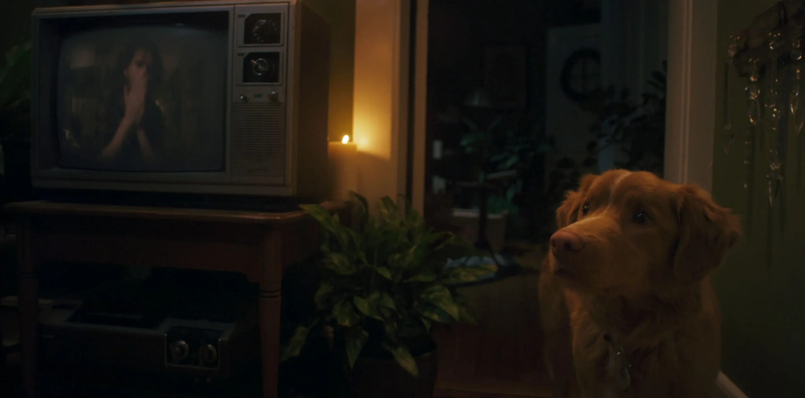 Una scena di Good Boy (fonte: Shudder)