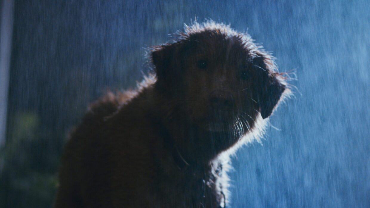 Una scena di Good Boy (fonte: Shudder)