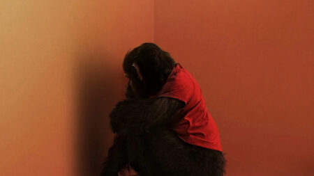 Una scena di Ben - Rabbie animale (fonte: Paramount Pictures)