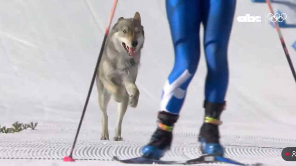 Olimpiadi 2026, un cane ruba la scena: chi è l’husky che entra in pista e taglia il traguardo (VIDEO) Cane alle Olimpiadi di Milano Cortina 2026