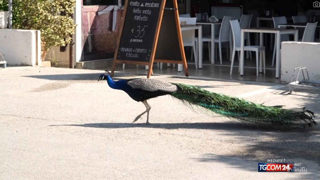 Pavone a Punta Marina (Ravenna)