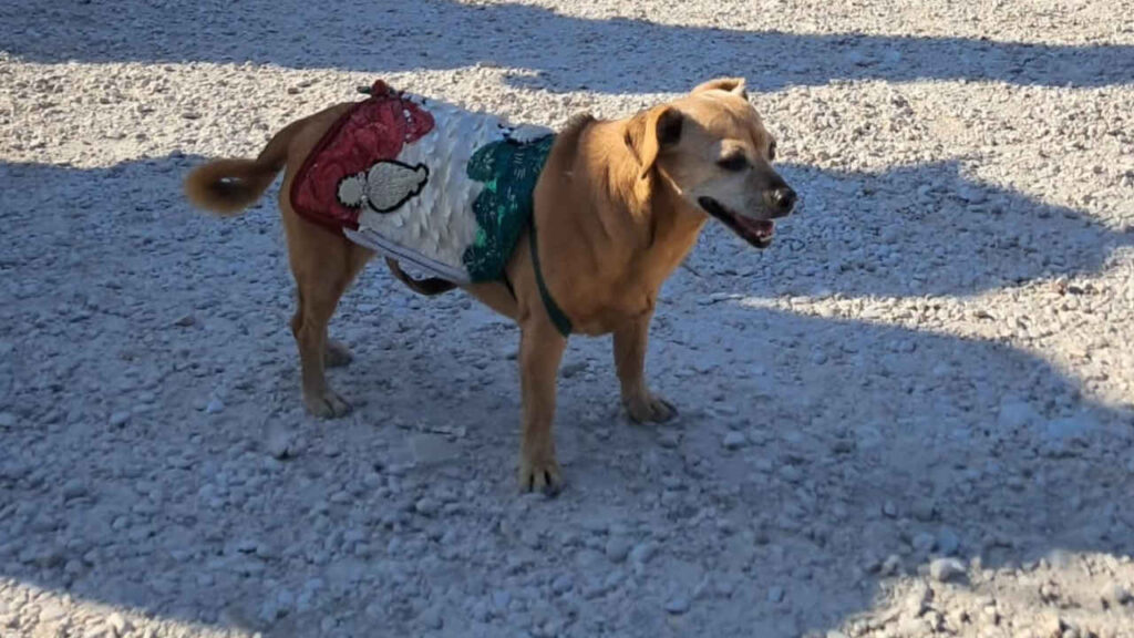 Briciola, il cane mascotte dell'Arma dei Carabinieri