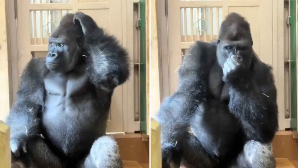 Kiyomasa, il gorilla filosofo dello zoo giapponese