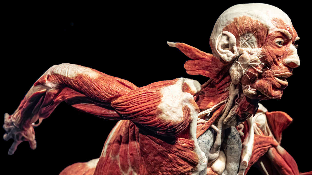Un esemplare della mostra Body Worlds 
