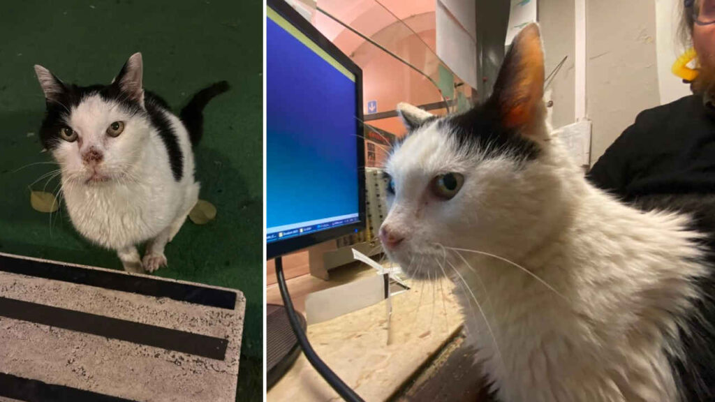 Il gatto del Cinema Centrale di Imperia