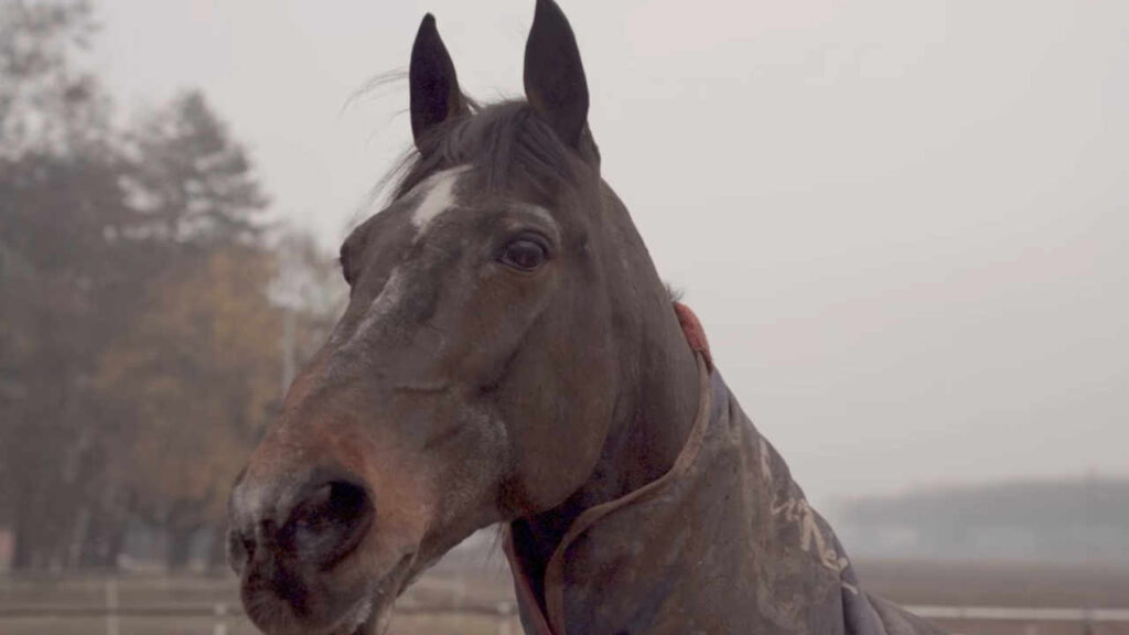 Il cavallo Varenne